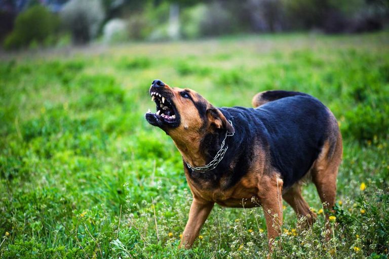 chien méchant