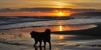 chien meurt mangé une plante sur plage