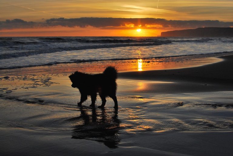 chien meurt mangé une plante sur plage