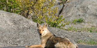 chien secouru des coyotes