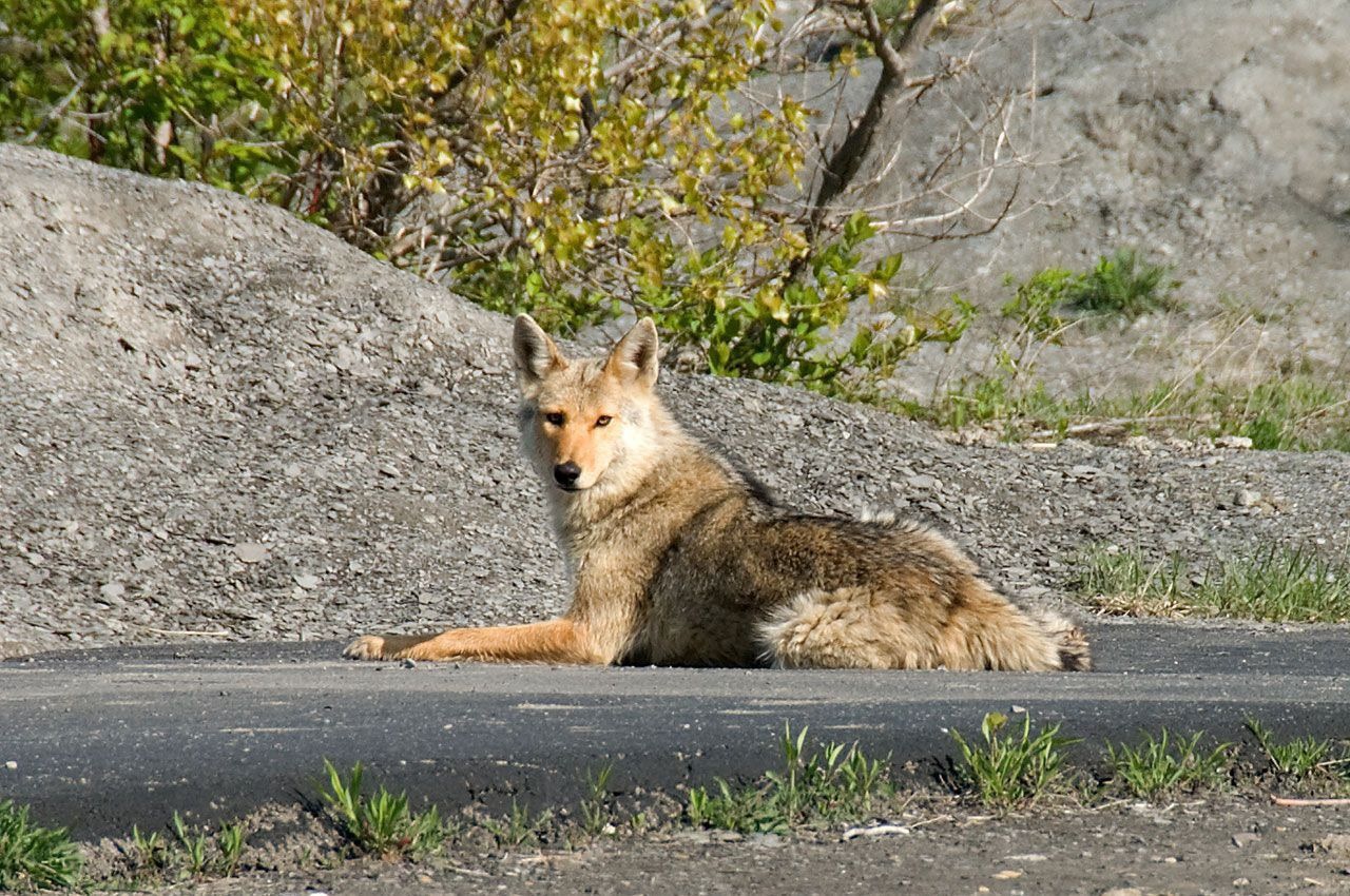 chien secouru des coyotes