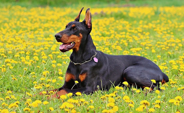 race de chien garantir votre sécurité