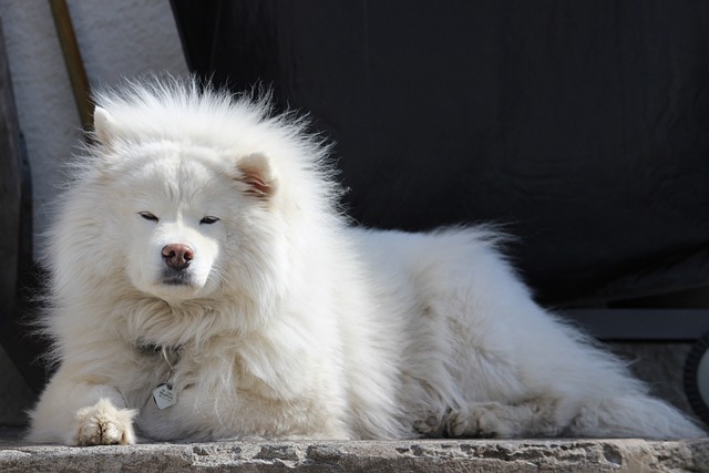 race de chien dormir dehors