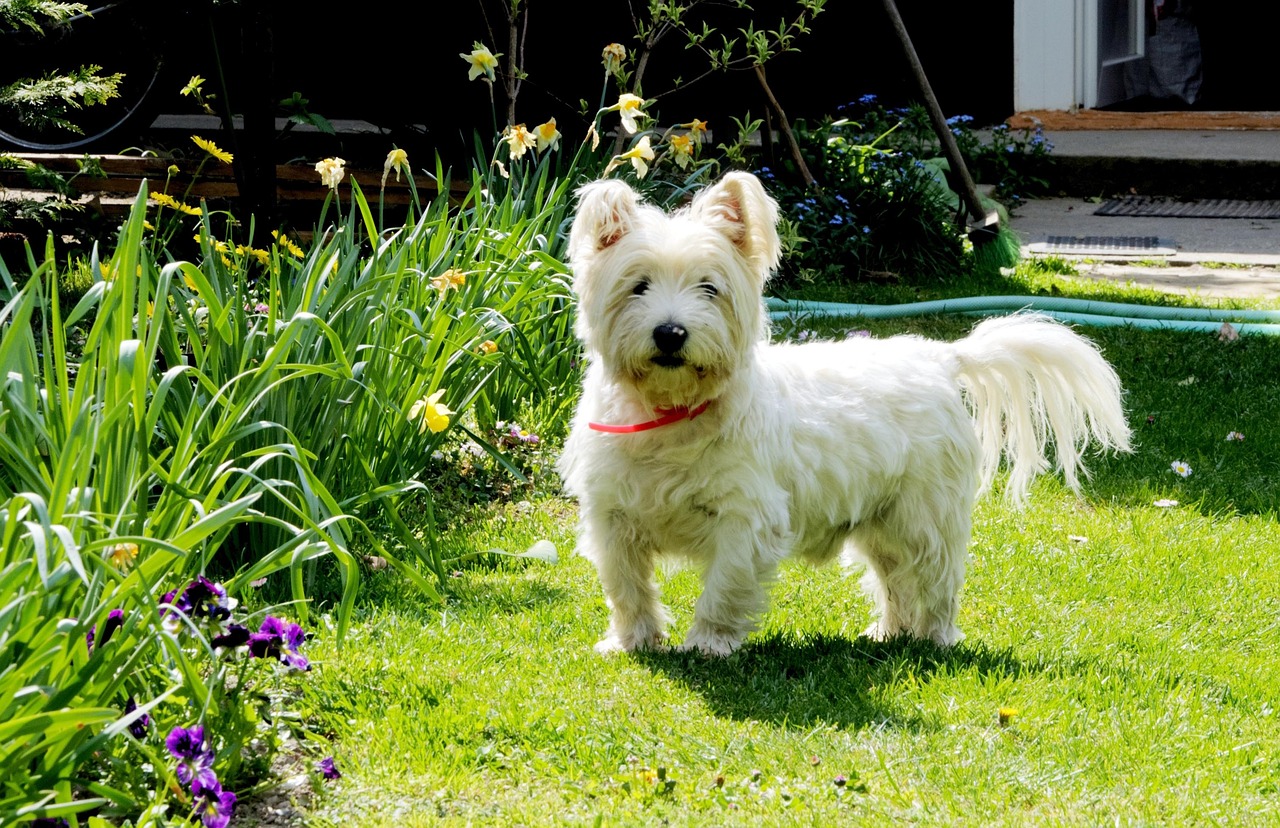 races chien vont vers les autres