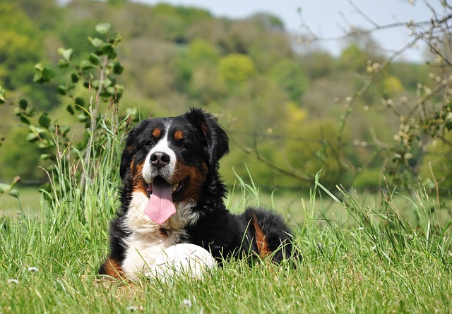 chien pas sauvage