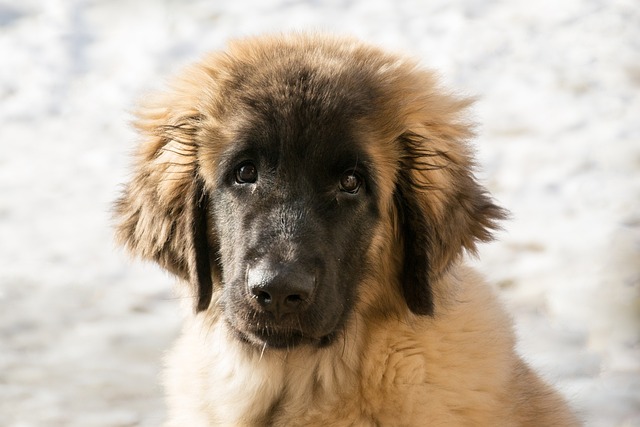 racs de chien flegme légendaire