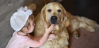 Golden Retriever flaire cacahuètes