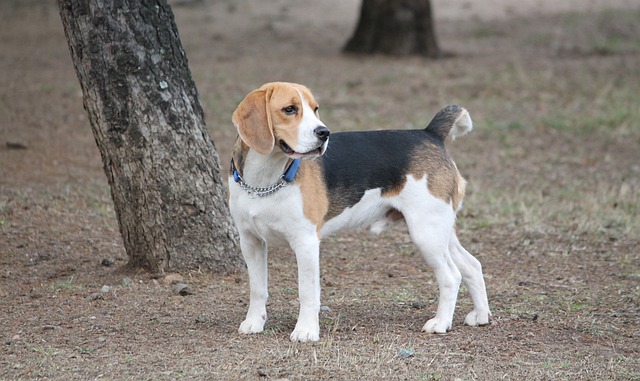 beagle disparu retrouvé