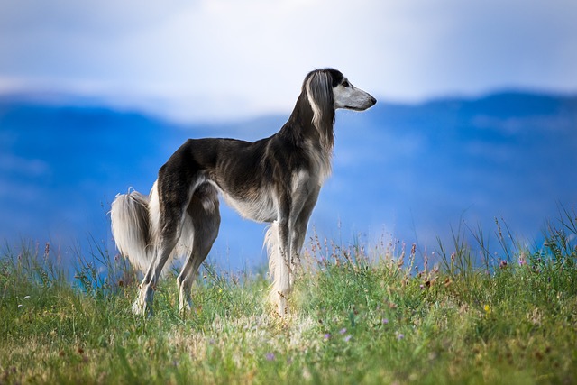 chien du mal à s’adapter climat local