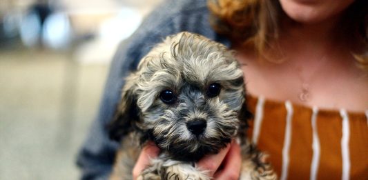 noms de chiots célèbres Royaume-Uni