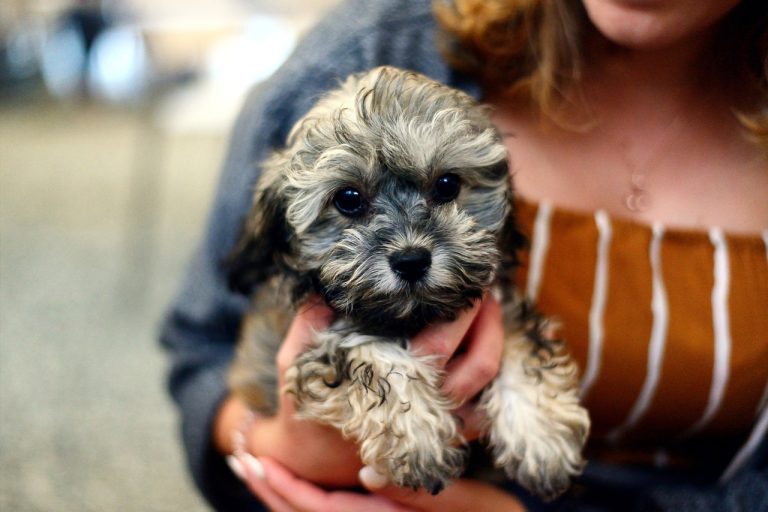 noms de chiots célèbres Royaume-Uni