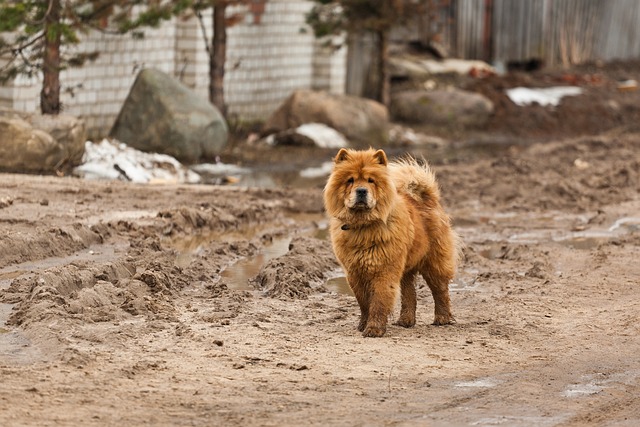 races chien recalcitrantes 