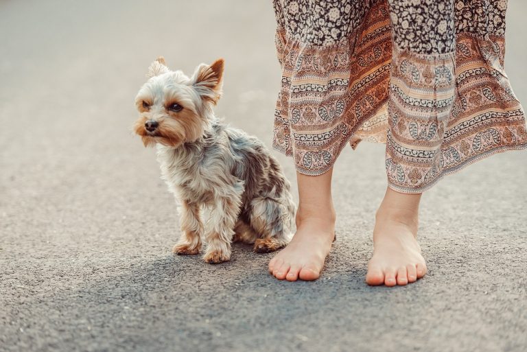 races de chien accompagner déplacements