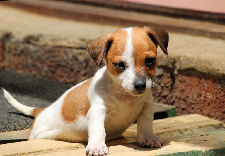 Un chiot sauvé du châssis d’une voiture