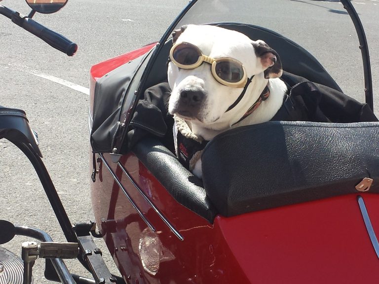 Un berger allemand fait le tour du monde à moto