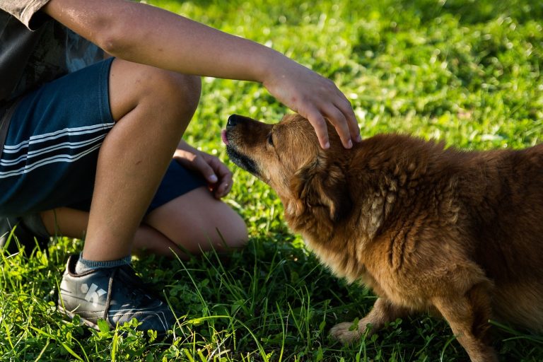 Chien ou coyote ? Un test ADN pour le déterminer