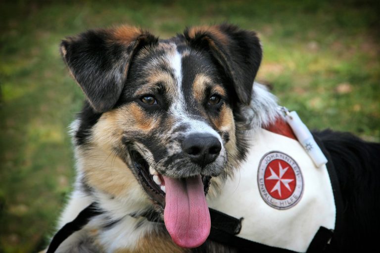 Des chiens détecteurs d’une maladie chronique