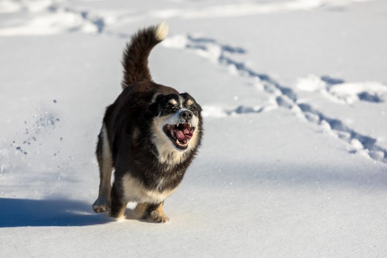 Le skijoring est le sport le plus cool pour les chiens