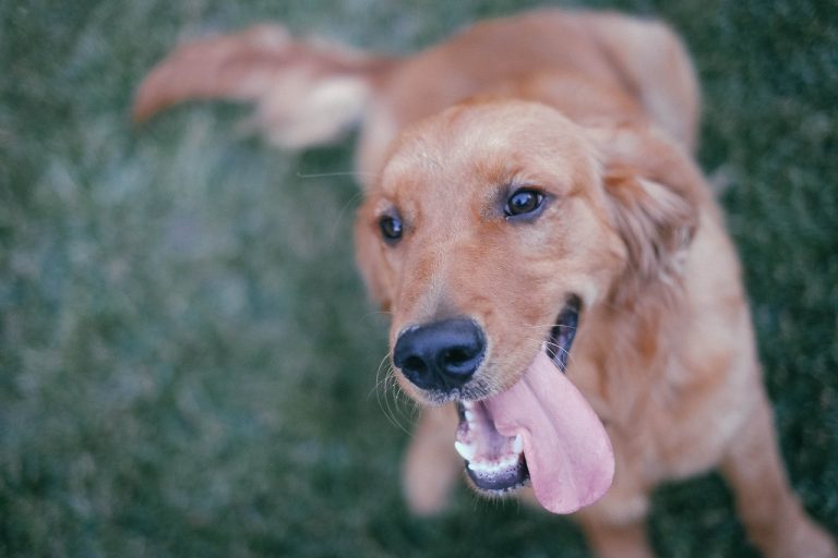 Des chiots apprennent à imiter les humains