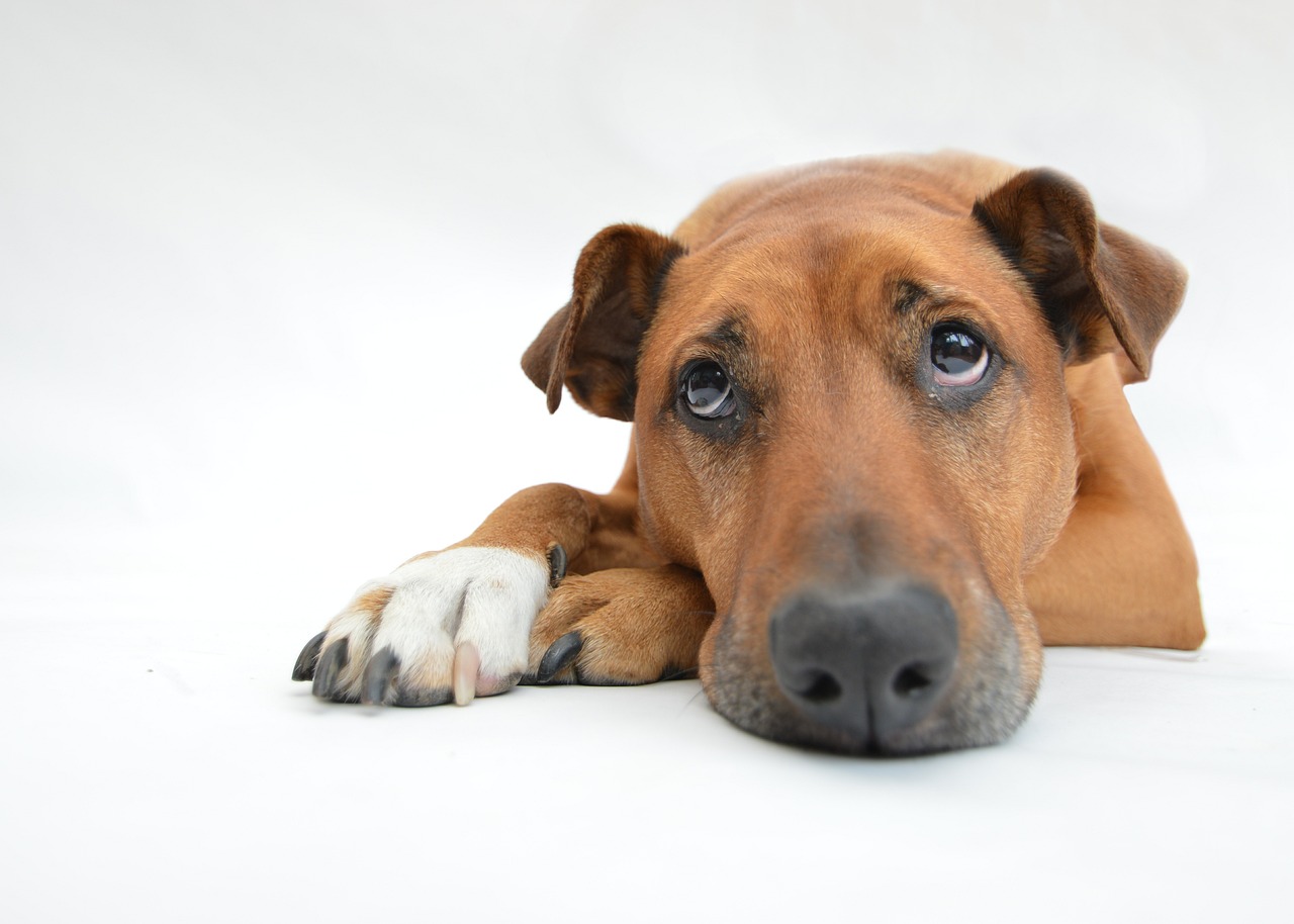 chien souffrant anxiété