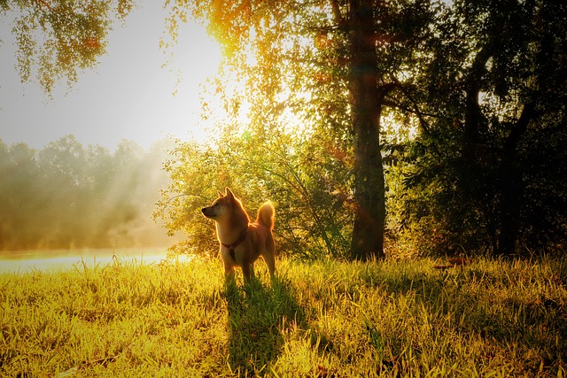 race de chien fuie contact