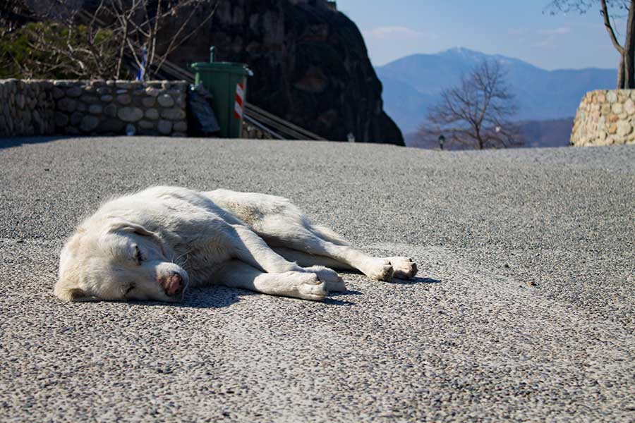 gérer deuil animal compagnie