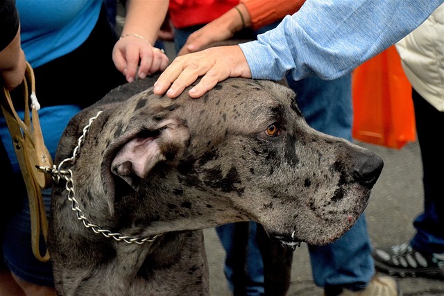 races chien aiment être entourées