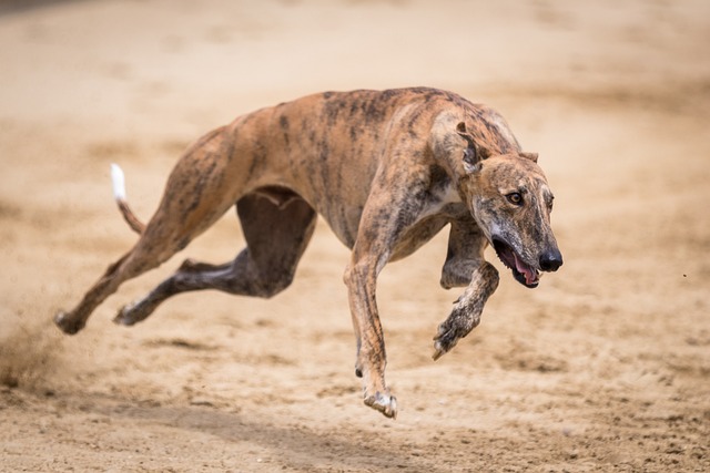 races de chien qui viennent du Sud