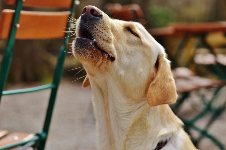 Des chiens réagissent aux hurlements des loups