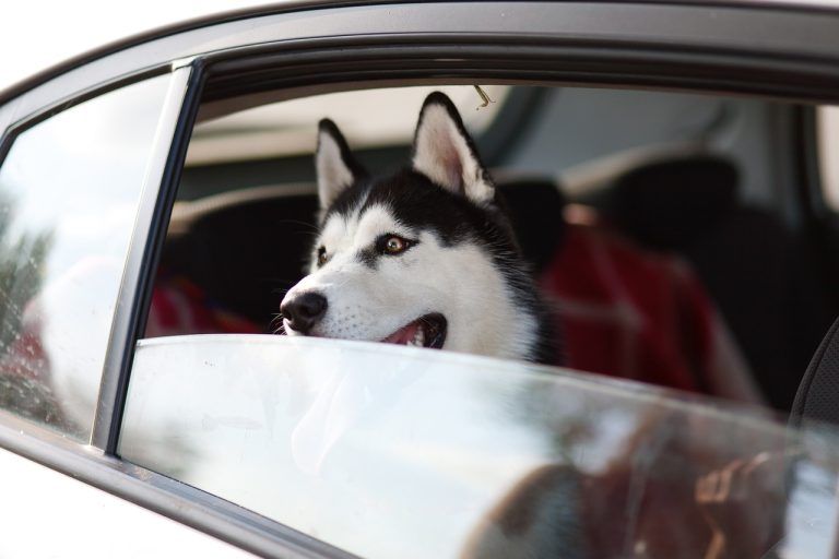 Un chiot husky sibérien sauvé d’un feu