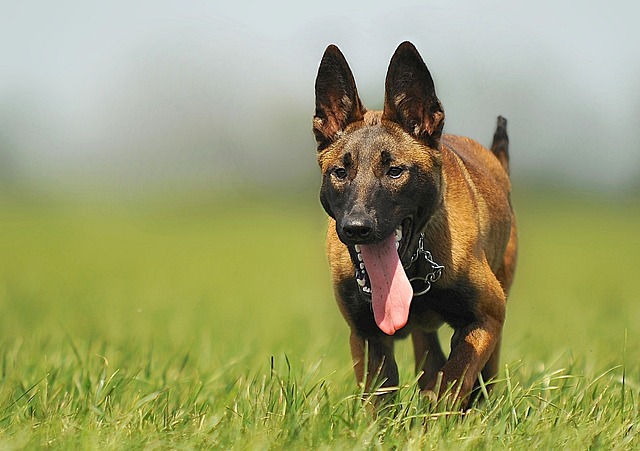 chien garantir votre sécurité