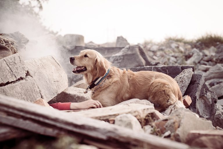 Mexique envoie chiens de recherche en Turquie