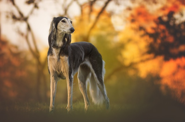 races chien ravies du retour du printemps