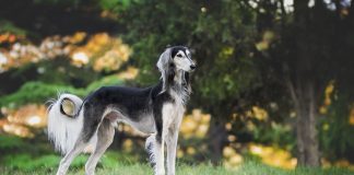 races de chien ravies du retour du printemps