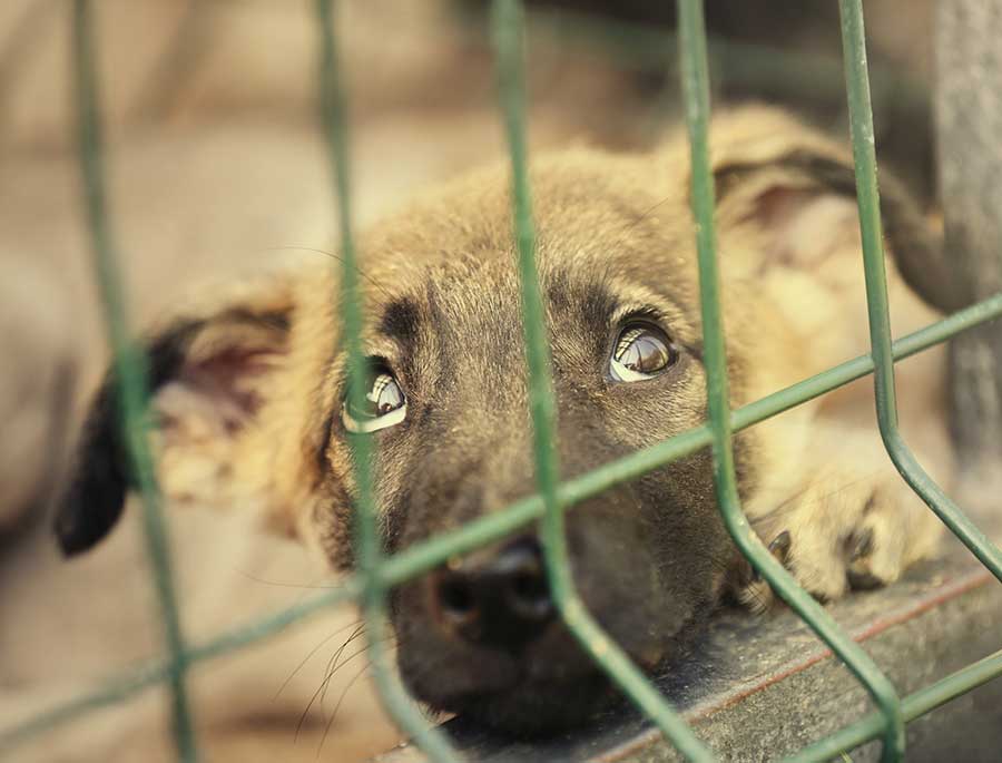 opérations opérations de sauvetage animaux en Turquie