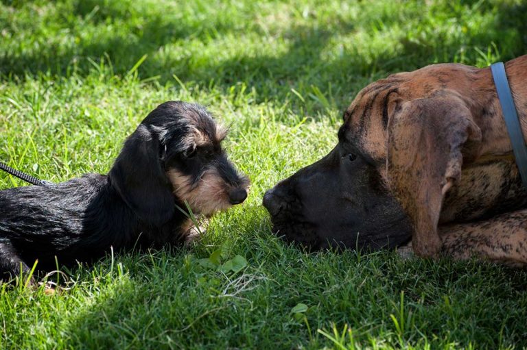 parents 3 chiens jet privé