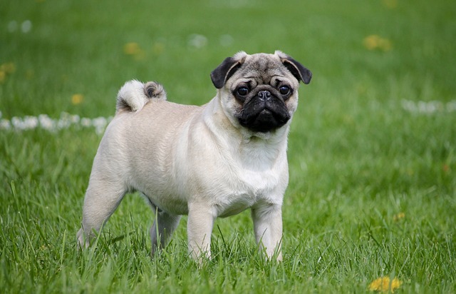 chien captivée par leur maître