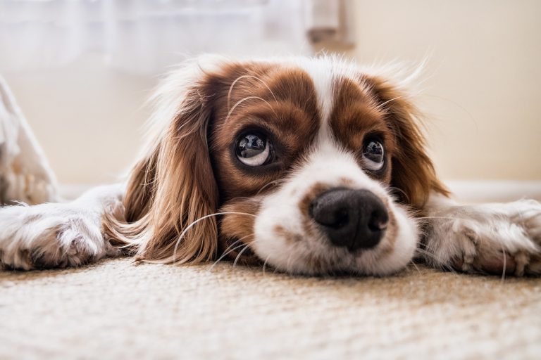 Un chien en fuite saute dans un taxi