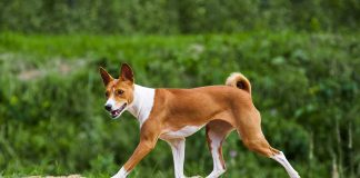 races de chien assez sauvages