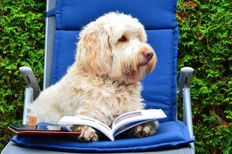 races de chien attachement maitre