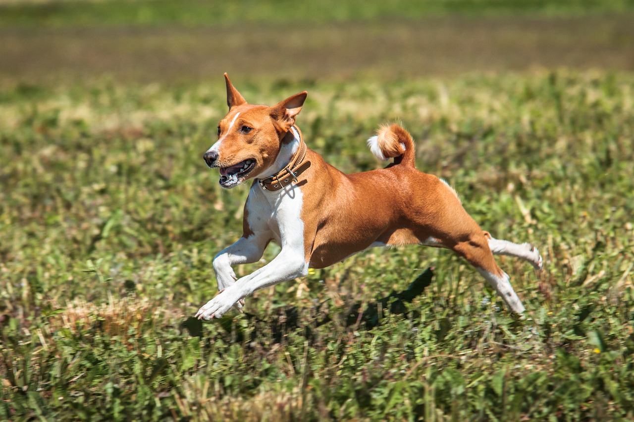 races de chien attendent fin hiver