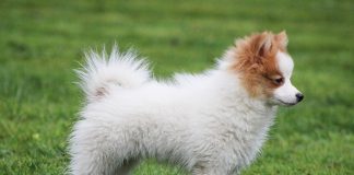 races de chien captivées par leur maître