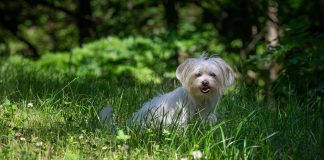 races de chien changent pas