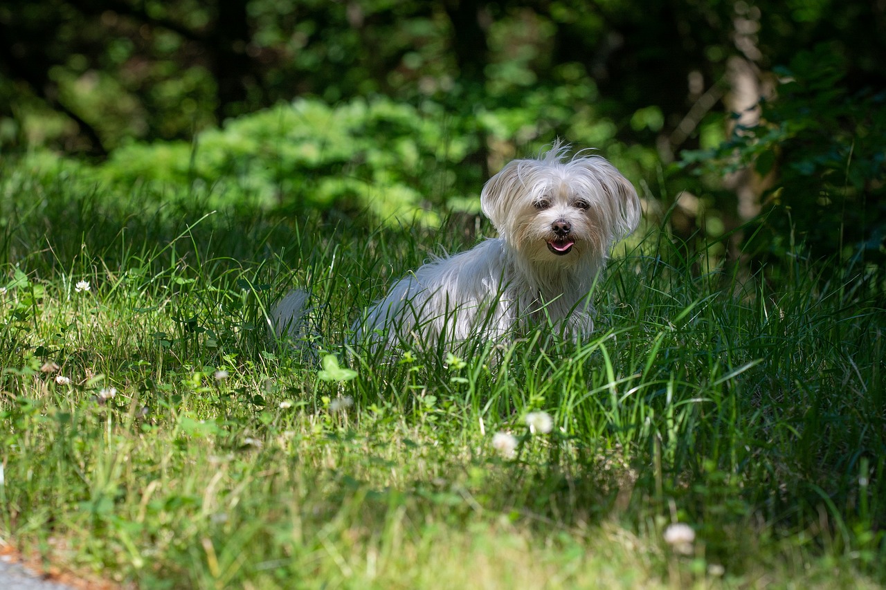 races de chien changent pas