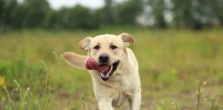 races de chien qui comptent sur vous