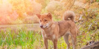 races de chien se débrouiller seules