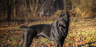 races de chien qui viennent du Sud