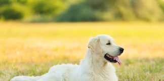 races de chien emmener partout avec vous