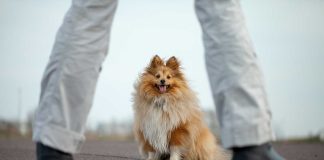 races de chien farouches