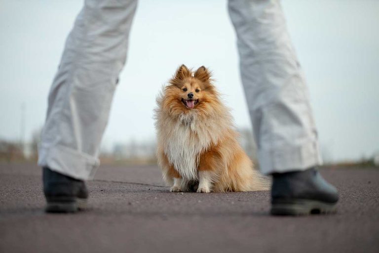 races de chien farouches